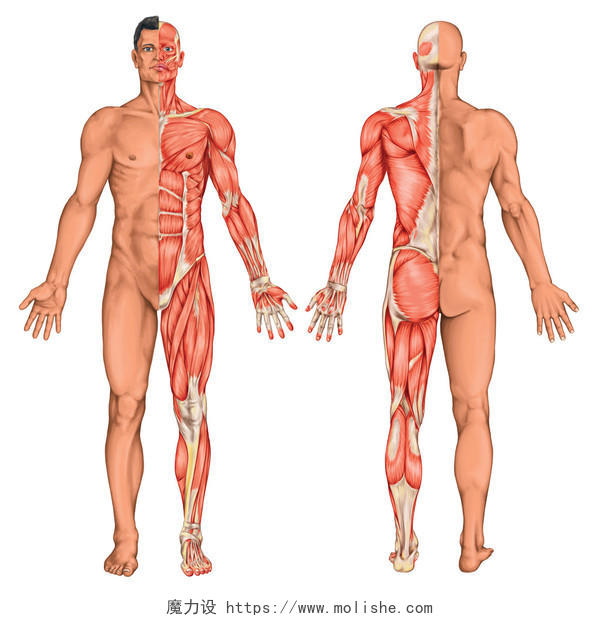人体解剖学背部人体结构人体肌肉图人体肌肉图